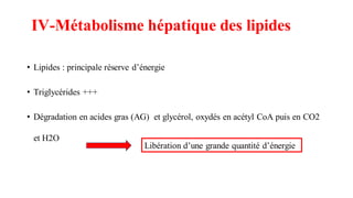 • Lipides : principale réserve d’énergie
• Triglycérides +++
• Dégradation en acides gras (AG) et glycérol, oxydés en acétyl CoA puis en CO2
et H2O
IV-Métabolisme hépatique des lipides
Libération d’une grande quantité d’énergie
 
