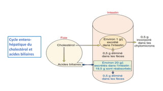 Cycle entero-
hépatique du
cholestérol et
acides biliaires
 