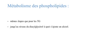 Métabolisme des phospholipides :
- mêmes étapes que pour les TG
- jusqu’au niveau du diacylglycérol à quoi s’ajoute un alcool.
 