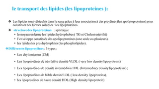 le transport des lipides (les lipoproteines ):
❖ Les lipides sont véhiculés dans le sang grâce à leur association à des protéines(les apolipoproteines)pour
constituerdes formes solubles: les lipoproteines.
❖ structuredes lipoproteines : sphérique
• le noyau renferme les lipides hydrophobes( TG et Cholest estérifié)
• l’enveloppeconstituéedes apolipoproteines(une seule ou plusieurs).
• les lipides les plus hydrophiles(les phospholipides).
❖Différentes lipoprotéines: 5 types :
• Les chylomicrons (CM)
• Les lipoprotéinesde très faible densité VLDL ( very low density lipoproteins)
• Les lipoprotéinesde densité intermédiaire IDL (Intermediary density lipoproteins);
• Les lipoprotéinesde faible densité LDL ( low density lipoproteins).
• les lipoprotéinesde haute densité HDL (High density lipoprotein)
 