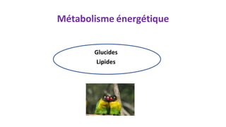Métabolisme énergétique
Glucides
Lipides
 