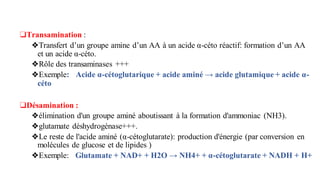 ❑Transamination :
❖Transfert d’un groupe amine d’un AA à un acide α-céto réactif: formation d’un AA
et un acide α-céto.
❖Rôle des transaminases +++
❖Exemple: Acide α-cétoglutarique + acide aminé → acide glutamique + acide α-
céto
❑Désamination :
❖élimination d'un groupe aminé aboutissant à la formation d'ammoniac (NH3).
❖glutamate déshydrogénase+++.
❖Le reste de l'acide aminé (α-cétoglutarate): production d'énergie (par conversion en
molécules de glucose et de lipides )
❖Exemple: Glutamate + NAD+ + H2O → NH4+ + α-cétoglutarate + NADH + H+
 