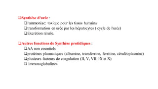 ❑Synthèse d'urée :
❑l'ammoniac: toxique pour les tissus humains
❑transformation en urée par les hépatocytes ( cycle de l'urée)
❑Excrétion rénale.
❑Autres fonctions de Synthèse protidiques :
❑AA non essentiels
❑protéines plasmatiques (albumine, transferrine, ferritine, céruléoplasmine)
❑plusieurs facteurs de coagulation (II, V, VII, IX et X)
❑ immunoglobulines.
 