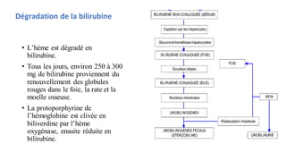 • L’hème est dégradé en
bilirubine.
• Tous les jours, environ 250 à 300
mg de bilirubine proviennent du
renouvellement des globules
rouges dans le foie, la rate et la
moelle osseuse.
• La protoporphyrine de
l’hémoglobine est clivée en
biliverdine par l’hème
oxygénase, ensuite réduite en
bilirubine.
Dégradation de la bilirubine
 