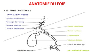 ANATOMIE DU FOIE
 