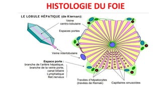 HISTOLOGIE DU FOIE
 