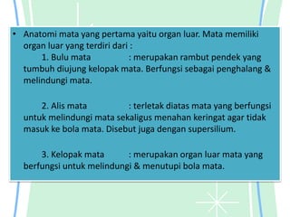 • Anatomi mata yang pertama yaitu organ luar. Mata memiliki
organ luar yang terdiri dari :
1. Bulu mata : merupakan rambut pendek yang
tumbuh diujung kelopak mata. Berfungsi sebagai penghalang &
melindungi mata.
2. Alis mata : terletak diatas mata yang berfungsi
untuk melindungi mata sekaligus menahan keringat agar tidak
masuk ke bola mata. Disebut juga dengan supersilium.
3. Kelopak mata : merupakan organ luar mata yang
berfungsi untuk melindungi & menutupi bola mata.
 