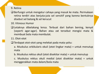 9. Retina
 Berfungsi untuk mengatur cahaya yang masuk ke mata. Permukaan
retina terdiri atas berjuta-juta sel sensitif yang karena bentuknya
disebut sel batang & sel kerucut
10. Vitreous Humor
 Letaknya dibelakang lensa. Terbuat dari bahan bening, kenyal
(seperti agar-agar). Bahan atau zat tersebut mengisi mata &
membuat bola mata membulat.
11. Otot-otot
 Terdapat otot-otot yang melekat pada mata yaitu:
a. Muskulus orbikularis okuli (otot lingkar mata) = untuk menutup
mata
b. Muskulus rektus okuli (otot disekitar mata) = untuk menutup
c. Muskulus rektus okuli medial (otot disekitar mata) = untuk
menggerakkan mata dalam/bola mata
 