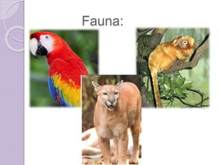 Fauna:
 