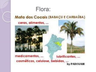 Flora:
 