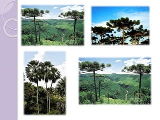 Imagens Mata das Araucárias