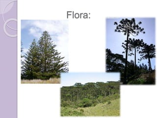 Flora:
 