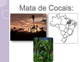 Mata de Cocais:
 