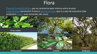 Flora
Erva-mate
Imbuia
Samambaia-açu
Podocarpo Canela
Floresta Ombrófila Mista, que se caracteriza pela mistura entre árvores
angiospermas (produzem frutos) e gimnospermas, que é o caso da araucária (não
produzem frutos, suas sementes são nuas).
 