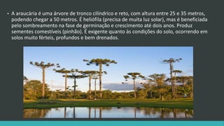 • A araucária é uma árvore de tronco cilíndrico e reto, com altura entre 25 e 35 metros,
podendo chegar a 50 metros. É heliófila (precisa de muita luz solar), mas é beneficiada
pelo sombreamento na fase de germinação e crescimento até dois anos. Produz
sementes comestíveis (pinhão). É exigente quanto às condições do solo, ocorrendo em
solos muito férteis, profundos e bem drenados.
 