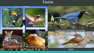 Fauna
Gralha azul (Símbolo do bioma)
Sabiá
 