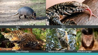 Tatu Teiú
Onça Pintada Mono-carvoeiro Macaco-prego
 