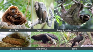 Guariba Saguis Preguiça-de-coleira
Caxinguelê Tamanduá Jacu
 