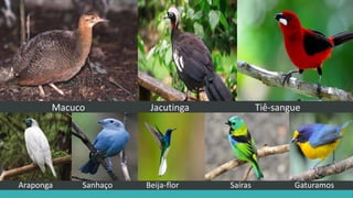 Macuco Jacutinga Tiê-sangue
Araponga Sanhaço Beija-flor Saíras Gaturamos
 