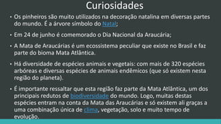 Curiosidades
• Os pinheiros são muito utilizados na decoração natalina em diversas partes
do mundo. É a árvore símbolo do Natal;
• Em 24 de junho é comemorado o Dia Nacional da Araucária;
• A Mata de Araucárias é um ecossistema peculiar que existe no Brasil e faz
parte do bioma Mata Atlântica.
• Há diversidade de espécies animais e vegetais: com mais de 320 espécies
arbóreas e diversas espécies de animais endêmicos (que só existem nesta
região do planeta).
• É importante ressaltar que esta região faz parte da Mata Atlântica, um dos
principais redutos de biodiversidade do mundo. Logo, muitas destas
espécies entram na conta da Mata das Araucárias e só existem ali graças a
uma combinação única de clima, vegetação, solo e muito tempo de
evolução.
 