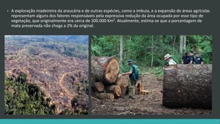 • A exploração madeireira da araucária e de outras espécies, como a imbuia, e a expansão de áreas agrícolas
representam alguns dos fatores responsáveis pela expressiva redução da área ocupada por esse tipo de
vegetação, que originalmente era cerca de 200.000 Km². Atualmente, estima-se que a porcentagem de
mata preservada não chega a 2% da original.
 