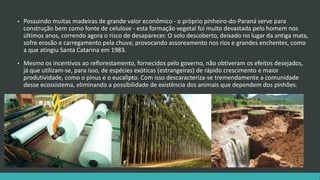 • Possuindo muitas madeiras de grande valor econômico - o próprio pinheiro-do-Paraná serve para
construção bem como fonte de celulose - esta formação vegetal foi muito devastada pelo homem nos
últimos anos, correndo agora o risco de desaparecer. O solo descoberto, deixado no lugar da antiga mata,
sofre erosão e carregamento pela chuva; provocando assoreamento nos rios e grandes enchentes, como
a que atingiu Santa Catarina em 1983.
• Mesmo os incentivos ao reflorestamento, fornecidos pelo governo, não obtiveram os efeitos desejados,
já que utilizam-se, para isso, de espécies exóticas (estrangeiras) de rápido crescimento e maior
produtividade, como o pinus e o eucalipto. Com isso descaracteriza-se tremendamente a comunidade
desse ecossistema, eliminando a possibilidade de existência dos animais que dependem dos pinhões.
 