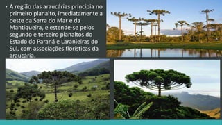 • A região das araucárias principia no
primeiro planalto, imediatamente a
oeste da Serra do Mar e da
Mantiqueira, e estende-se pelos
segundo e terceiro planaltos do
Estado do Paraná e Laranjeiras do
Sul, com associações florísticas da
araucária.
 