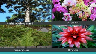Pinheiro-do-paraná
Samambaias Bromélias
Orquídeas
 