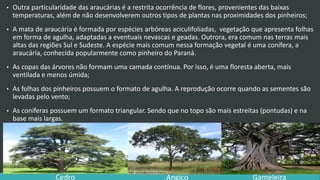 • Outra particularidade das araucárias é a restrita ocorrência de flores, provenientes das baixas
temperaturas, além de não desenvolverem outros tipos de plantas nas proximidades dos pinheiros;
• A mata de araucária é formada por espécies arbóreas aciculifoliadas, vegetação que apresenta folhas
em forma de agulha, adaptadas a eventuais nevascas e geadas. Outrora, era comum nas terras mais
altas das regiões Sul e Sudeste. A espécie mais comum nessa formação vegetal é uma conífera, a
araucária, conhecida popularmente como pinheiro do Paraná.
• As copas das árvores não formam uma camada contínua. Por isso, é uma floresta aberta, mais
ventilada e menos úmida;
• As folhas dos pinheiros possuem o formato de agulha. A reprodução ocorre quando as sementes são
levadas pelo vento;
• As coníferas possuem um formato triangular. Sendo que no topo são mais estreitas (pontudas) e na
base mais largas.
Cedro Angico Gameleira
 