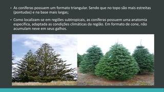 • As coníferas possuem um formato triangular. Sendo que no topo são mais estreitas
(pontudas) e na base mais largas;
• Como localizam-se em regiões subtropicais, as coníferas possuem uma anatomia
específica, adaptada as condições climáticas da região. Em formato de cone, não
acumulam neve em seus galhos.
 