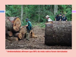 * Ambientalistas afirmam que 95% da mata nativa foram derrubadas  
