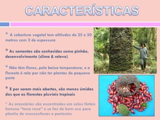 *  A cobertura vegetal tem altitudes de 25 e 50 metros com 2 de espessura  *  As sementes são conhecidas como pinhão, desenvolvimento (clima & relevo) *   Não têm flores, pela baixa temperatura, e a floresta é rala por não ter plantas de pequeno porte *  E por serem mais abertas, são menos úmidas dos que as florestas pluviais tropicais * As araucárias são encontradas em solos férteis famosa “terra roxa” e se faz de bom uso para plantio de monoculturas e pastoreio   