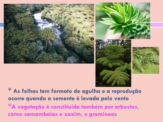 *  As folhas tem formato de agulha e a reprodução ocorre quando a semente é levada pelo vento  * A vegetação é constituída também por arbustos, como samambaias e xaxim, e gramíneas 