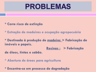 * Corre risco de extinção  * Extração de madeiras e ocupação agropecuária  * Destinada à produção de  madeira:  > Fabricação de imóveis e papeis.   Resinas :   > Fabricação de óleos, tintas e sabão.  * Abertura de áreas para agricultura  * Encontra-se em processo de degradação 