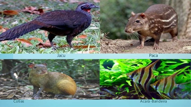 Animais Da Mata Dos Cocais _ A Riqueza da Mata dos Cocais – PORBFU