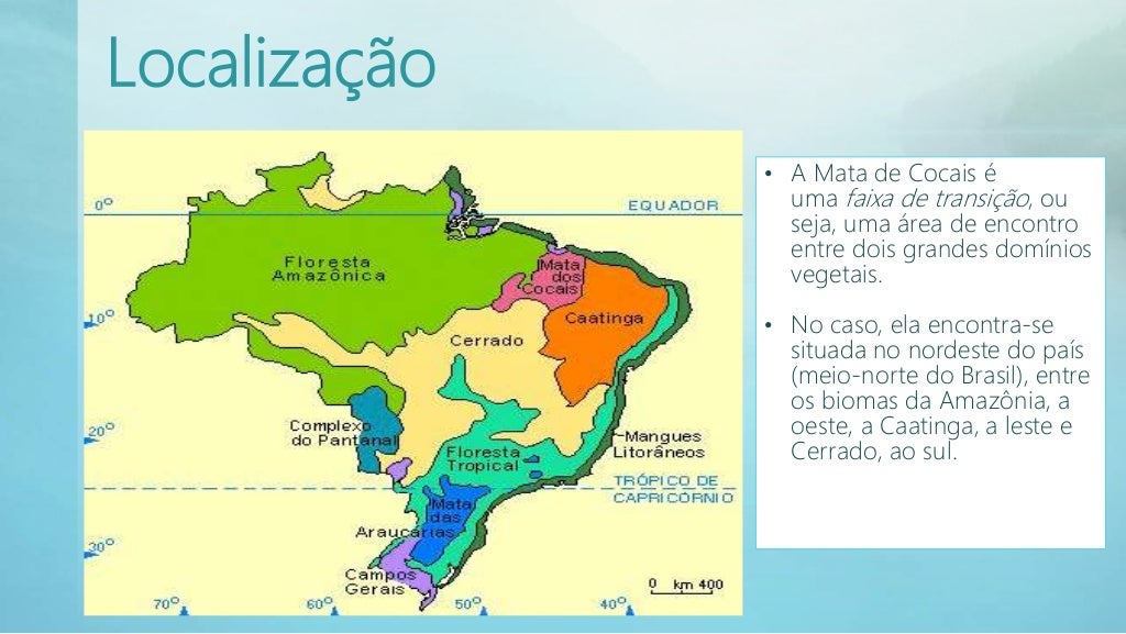 O Bioma Dos Cocais Caracteriza Se Principalmente Pela Presença De