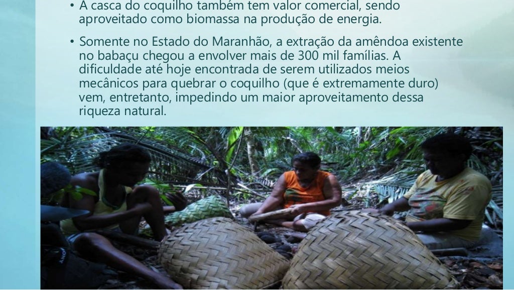O Bioma Dos Cocais Caracteriza Se Principalmente Pela Presença De