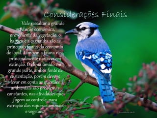 Considerações Finais
         Vale ressaltar a grande
     produção econômica,
 proveniente da vegetação, o
 babaçu e a carnaúba são as
principais fontes da economia
do local. Também a fauna rica,
 principalmente nas aves em
 extinção. O clima úmido em
grande parte, ambos fonte de
  sustentação, porém deve se
  levar em conta as questões
  ambientais são problemas
constantes, nas atividades que
    fogem ao controle, para
extração das riquezas animais
           e vegetais.
 