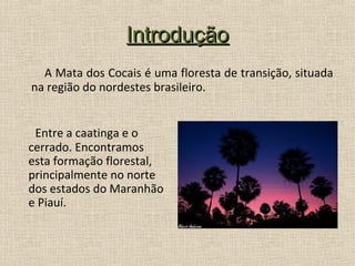 Introdução
  A Mata dos Cocais é uma floresta de transição, situada
na região do nordestes brasileiro.


 Entre a caatinga e o
cerrado. Encontramos
esta formação florestal,
principalmente no norte
dos estados do Maranhão
e Piauí.
 