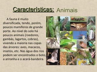 Características: Animais
   A fauna é muito
diversificada, tendo, porém,
poucos mamíferos de grande
porte. Ao nível do solo há
poucos animais (roedores,
gambás, lagartos, cobras),
vivendo a maioria nas copas
das árvores: aves, macacos,
insetos, etc. Nas água dos rios
podem ser encontrados o boto,
a ariranha e o acará-bandeira.
 