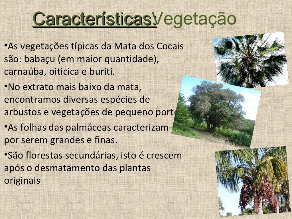 O Bioma Dos Cocais Caracteriza Se Principalmente Pela Presença De