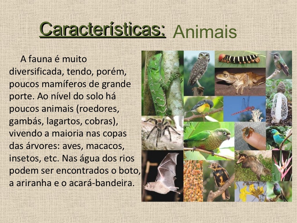 O Bioma Dos Cocais Caracteriza Se Principalmente Pela Presenca De