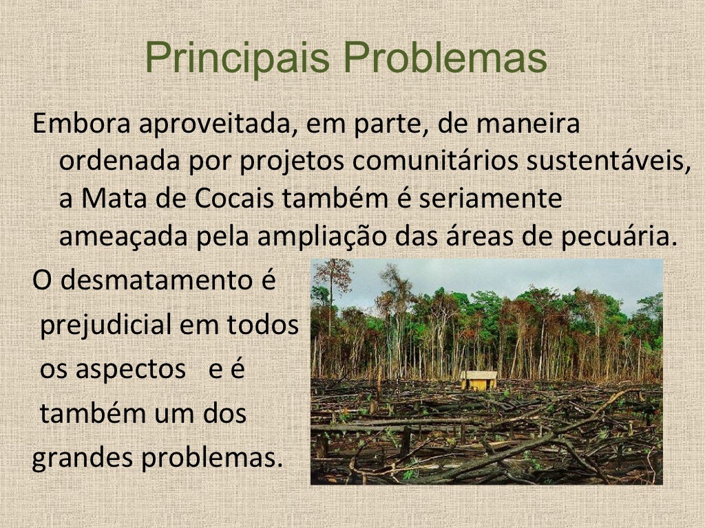 O Bioma Dos Cocais Caracteriza Se Principalmente Pela Presença De