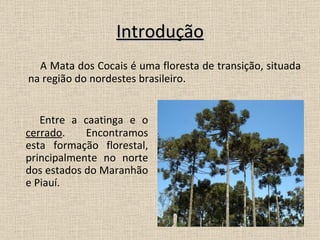 Introdução Entre a caatinga e o  cerrado . Encontramos esta formação florestal, principalmente no norte dos estados do Maranhão e Piauí.  A Mata dos Cocais é uma floresta de transição, situada na região do nordestes brasileiro. 