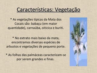 Características: Vegetação * As vegetações típicas da Mata dos Cocais são: babaçu (em maior quantidade), carnaúba, oiticica e buriti. * No extrato mais baixo da mata, encontramos diversas espécies de arbustos e vegetações de pequeno porte. * As folhas das palmáceas caracterizam-se por serem grandes e finas.  