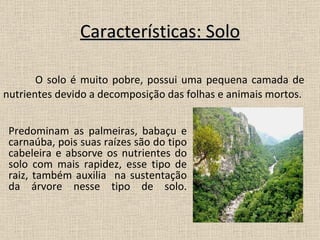 Características: Solo O solo é muito pobre, possui uma pequena camada de nutrientes devido a decomposição das folhas e animais mortos. Predominam as palmeiras, babaçu e carnaúba, pois suas raízes são do tipo cabeleira e absorve os nutrientes do solo com mais rapidez, esse tipo de raiz, também auxilia  na sustentação da árvore nesse tipo de solo. 