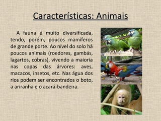 Características: Animais A fauna é muito diversificada, tendo, porém, poucos mamíferos de grande porte. Ao nível do solo há poucos animais (roedores, gambás, lagartos, cobras), vivendo a maioria nas copas das árvores: aves, macacos, insetos, etc. Nas água dos rios podem ser encontrados o boto, a ariranha e o acará-bandeira.  