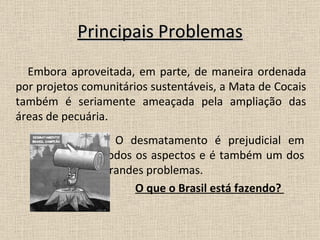 Principais Problemas O desmatamento é prejudicial em todos os aspectos e é também um dos grandes problemas.  O que o Brasil está fazendo?  Embora aproveitada, em parte, de maneira ordenada por projetos comunitários sustentáveis, a Mata de Cocais também é seriamente ameaçada pela ampliação das áreas de pecuária.  