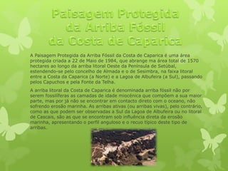 A Paisagem Protegida da Arriba Fóssil da Costa de Caparica é uma área
protegida criada a 22 de Maio de 1984, que abrange ma área total de 1570
hectares ao longo da arriba litoral Oeste da Península de Setúbal,
estendendo-se pelo concelho de Almada e o de Sesimbra, na faixa litoral
entre a Costa da Caparica (a Norte) e a Lagoa de Albufeira (a Sul), passando
pelos Capuchos e pela Fonte da Telha.
A arriba litoral da Costa de Caparica é denominada arriba fóssil não por
serem fossilíferas as camadas de idade miocénica que compõem a sua maior
parte, mas por já não se encontrar em contacto direto com o oceano, não
sofrendo erosão marinha. As arribas ativas (ou arribas vivas), pelo contrário,
como as que podem ser observadas a Sul da Lagoa de Albufeira ou no litoral
de Cascais, são as que se encontram sob influência direta da erosão
marinha, apresentando o perfil anguloso e o recuo típico deste tipo de
arribas.
 