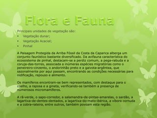 Principais unidades de vegetação são:
 Vegetação dunar;
 Vegetação Acacial;
 Pinhal
A Paisagem Protegida da Arriba Fóssil da Costa da Caparica alberga um
conjunto faunístico bastante diversificado. Da avifauna característica do
ecossistema de pinhal, destacam-se a perdiz comum, a pega-rabuda e a
coruja-das-torres, associada a inúmeras espécies migratórias como o
peneireiro-cinzento, o andorinhão preto e a gaivota-argêntea, que
sazonalmente por aqui passam, encontrando as condições necessárias para
nidificação, repouso e alimento.
Os mamíferos encontram-se bem representados, com destaque para o
coelho, a raposa e a gineta, verificando-se também a presença de
numerosos micromamíferos.
A rã-verde, o sapo-corredor, a salamandra-de-pintas-amarelas, o sardão, a
lagartixa-de-dentes-dentados, a lagartixa-do-mato-ibérica, a víbora cornuda
e a cobra-rateira, entre outros, também povoam esta região.
 